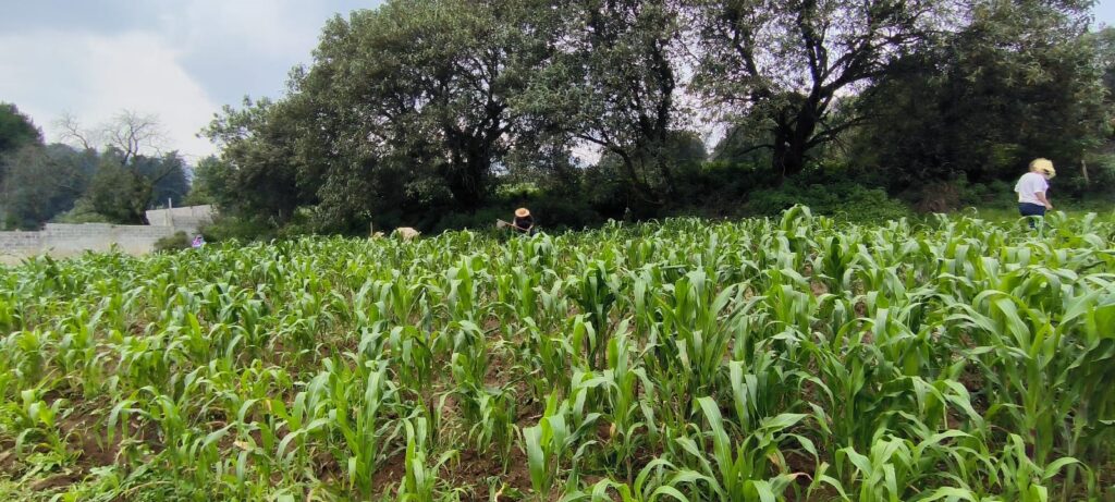 Faena en la siembra del maíz palomero julio 2025