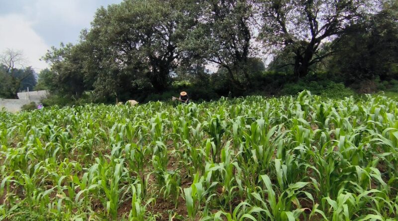 Faena en la siembra del maíz palomero julio 2025